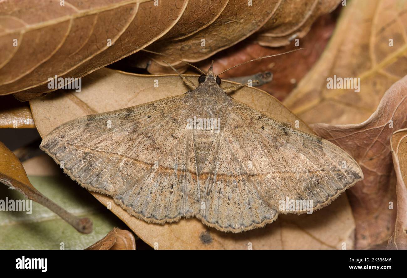 Velvetbean Moth (Anticarsia gemmatalis) mit offenen Flügeln, versteckt in toten Blättern. Häufige Arten in den Golfstaaten der USA gefunden. Stockfoto