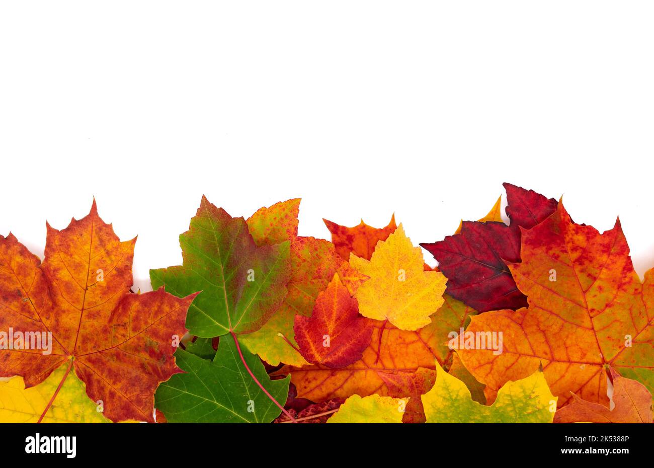Goldene Herbstblätter auf weißem Hintergrund Stockfoto