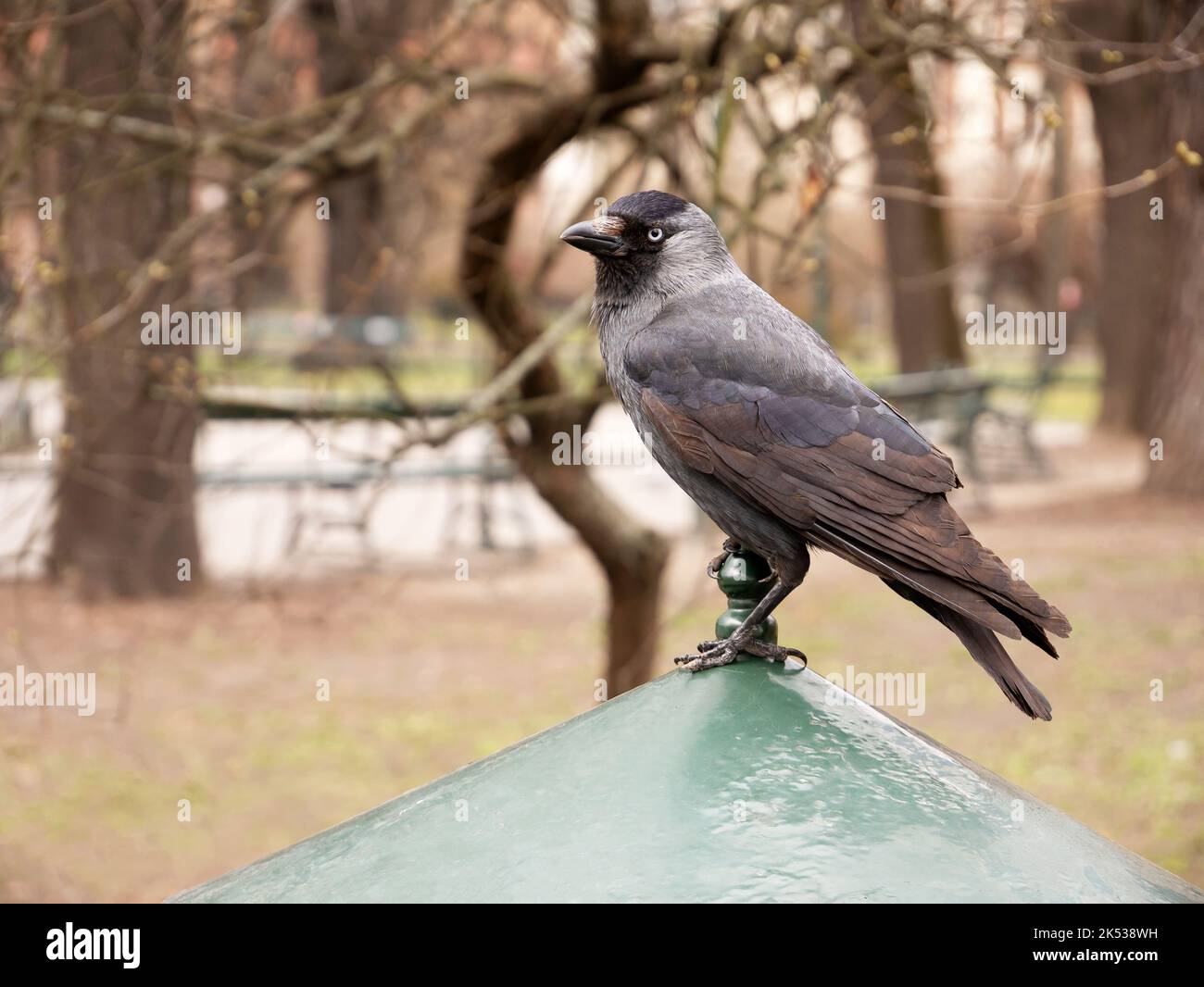 Europäische Westkackdaw, corvus monedula, Kolloeus monedula, grauer Vogel, der draußen auf einem Papierkorb sitzt, Nahaufnahme, Detail, natürliche Stadtkulisse, Stockfoto