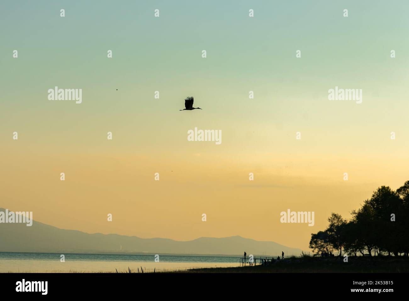 Frühlingsblumenwiese mit großem schwarz-weißen Vogel und rotem Baumschnabel. Weißstorch, , fliegender Storch hoch gegen den blauen Himmel. Stockfoto