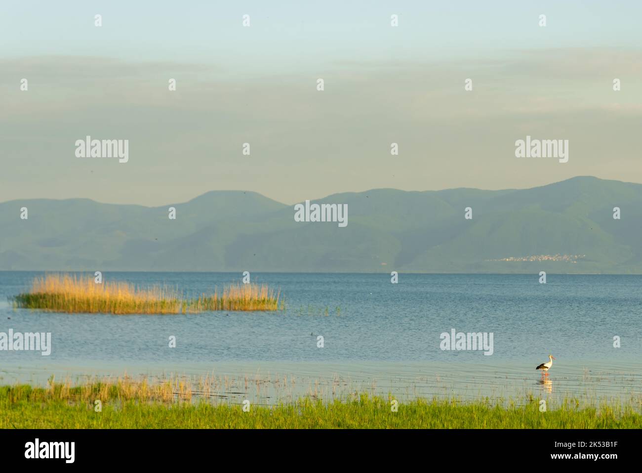 Frühlingsblumenwiese mit großem schwarz-weißen Vogel und rotem Baumschnabel. Weißstorch, , fliegender Storch hoch gegen den blauen Himmel. Stockfoto