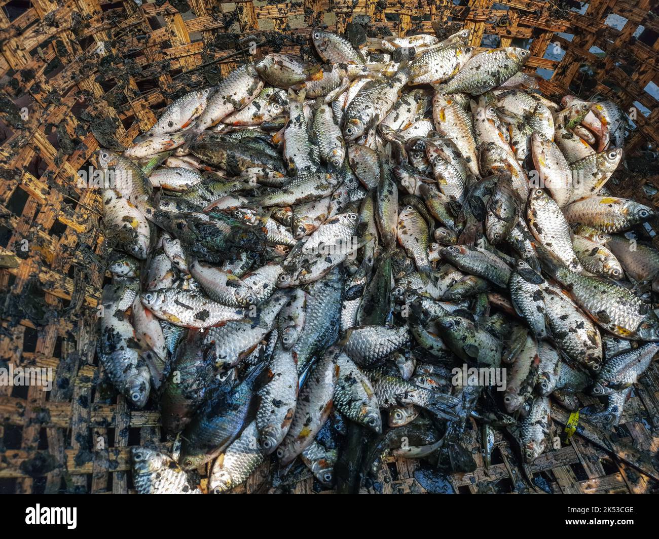 Stapel von kleinen puntius Barb Fisch zum Verkauf in indischen Fischmarkt Barb Fisch Kultur und Ernte. Puntius zum Verkauf in den lokalen Markt Geschäfte für Kunden. Stockfoto