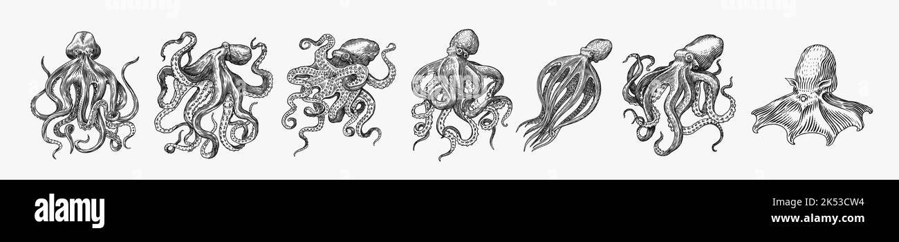 Meereskrake. Eingraviert von Hand gezeichnet in alter Skizze, Vintage Kreatur. Nautisch oder marine, Monster. Tier im Ozean. Vorlage für Logos, Etiketten und Stock Vektor
