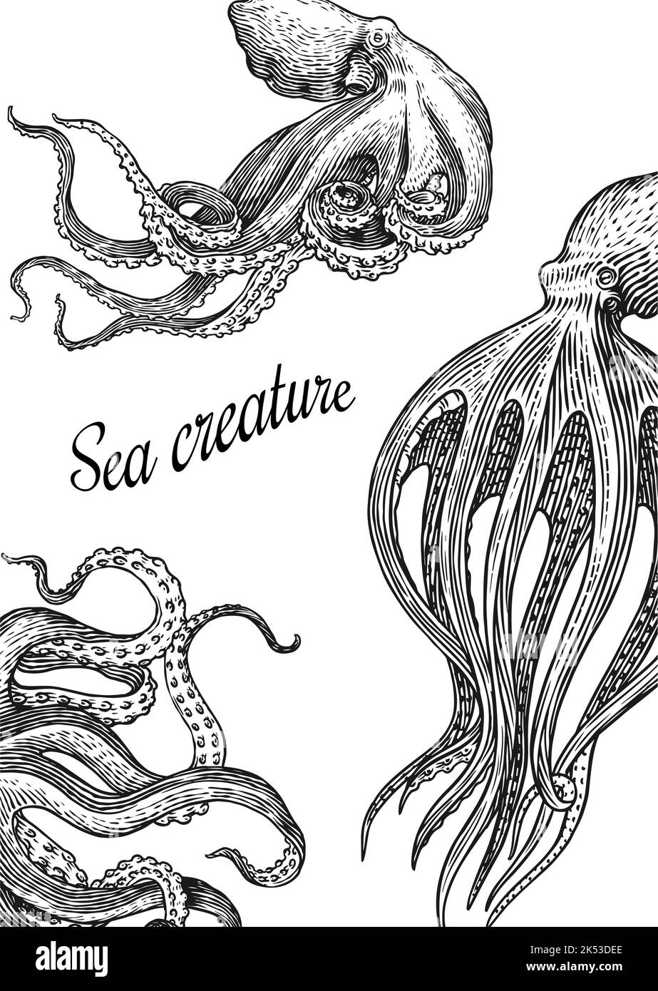 Meereskrake Hintergrund. Eingraviert von Hand gezeichnet in alter Skizze, Vintage Kreatur. Nautisch oder marine, Monster. Tier im Ozean. Vorlage für Logos Stock Vektor