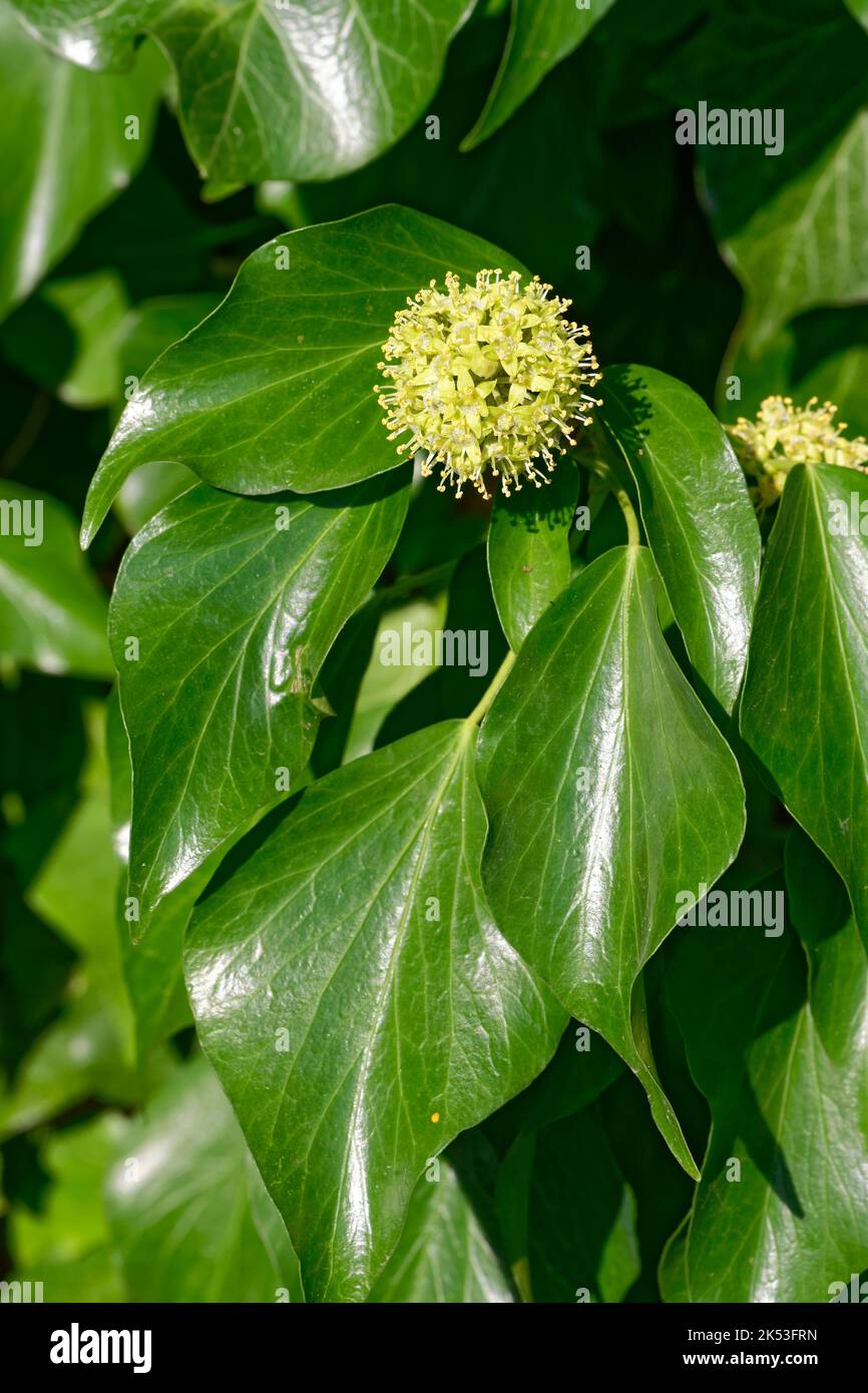 Efeublume und Blätter - Hedera Helix Stockfoto