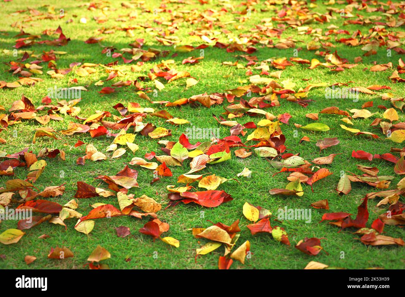 Gelbe und rot gefallene Blätter und grünes Gras sind lebendige Herbsthintergrund Stock-Fotos Stockfoto