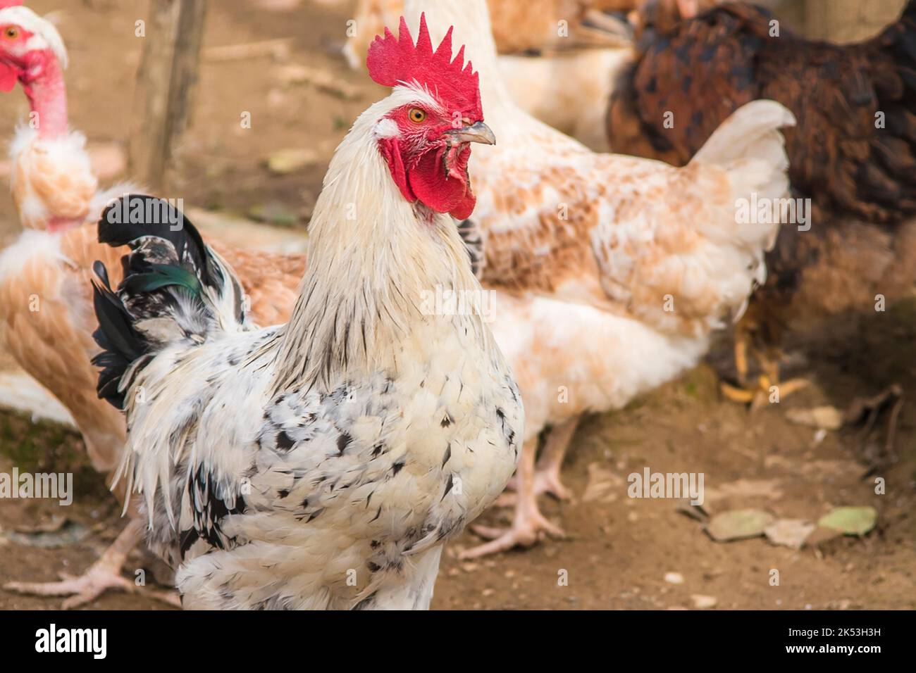 Wunderschöne Hühner und Hähne in den Gärten Stockfoto