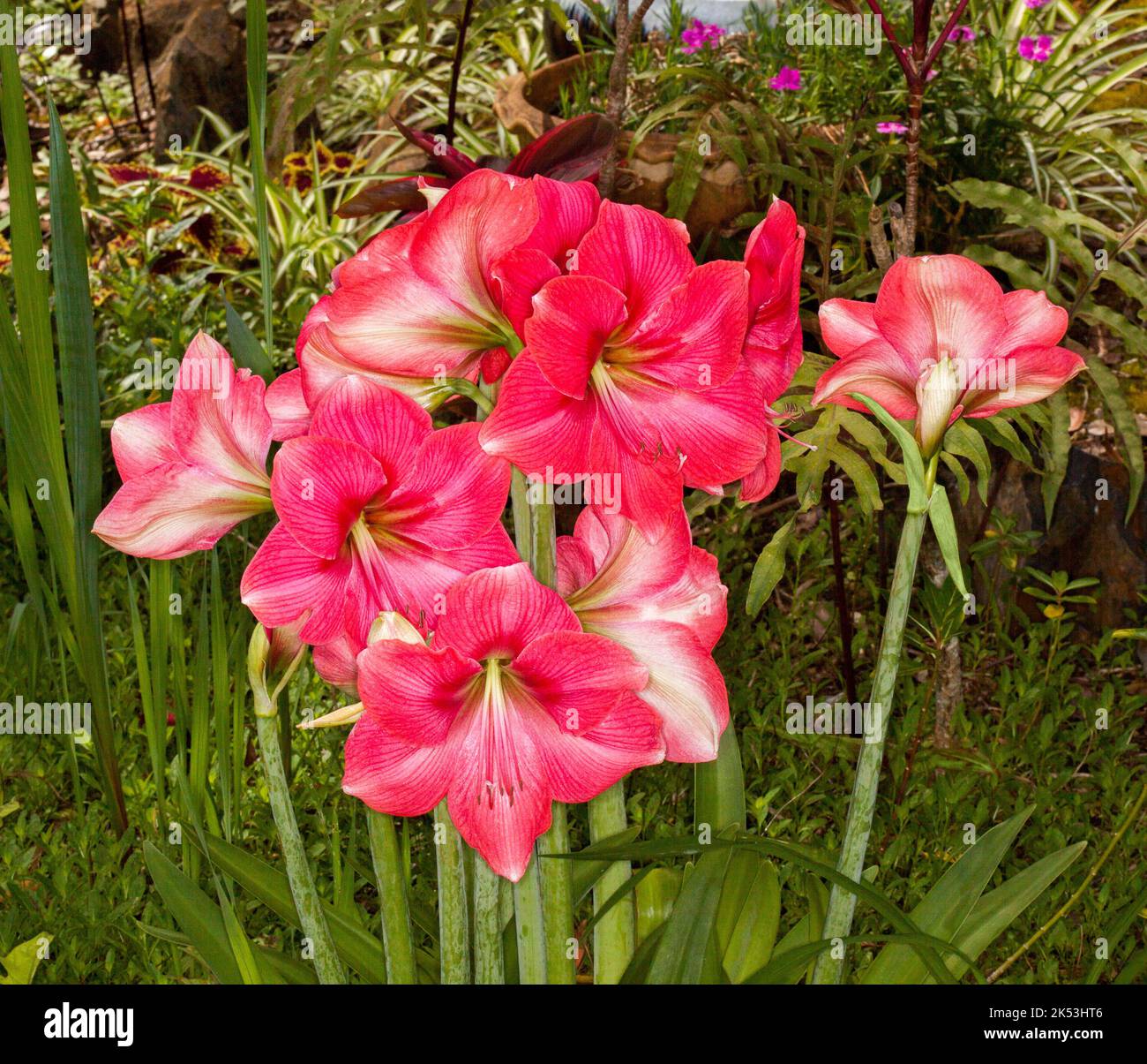 Eine Ansammlung großer und spektakulärer, leuchtender rosa Blüten mit weißen Streifen von Hippeastrum, Frühlingszwiebel, vor grünem Hintergrund, in Australien Stockfoto