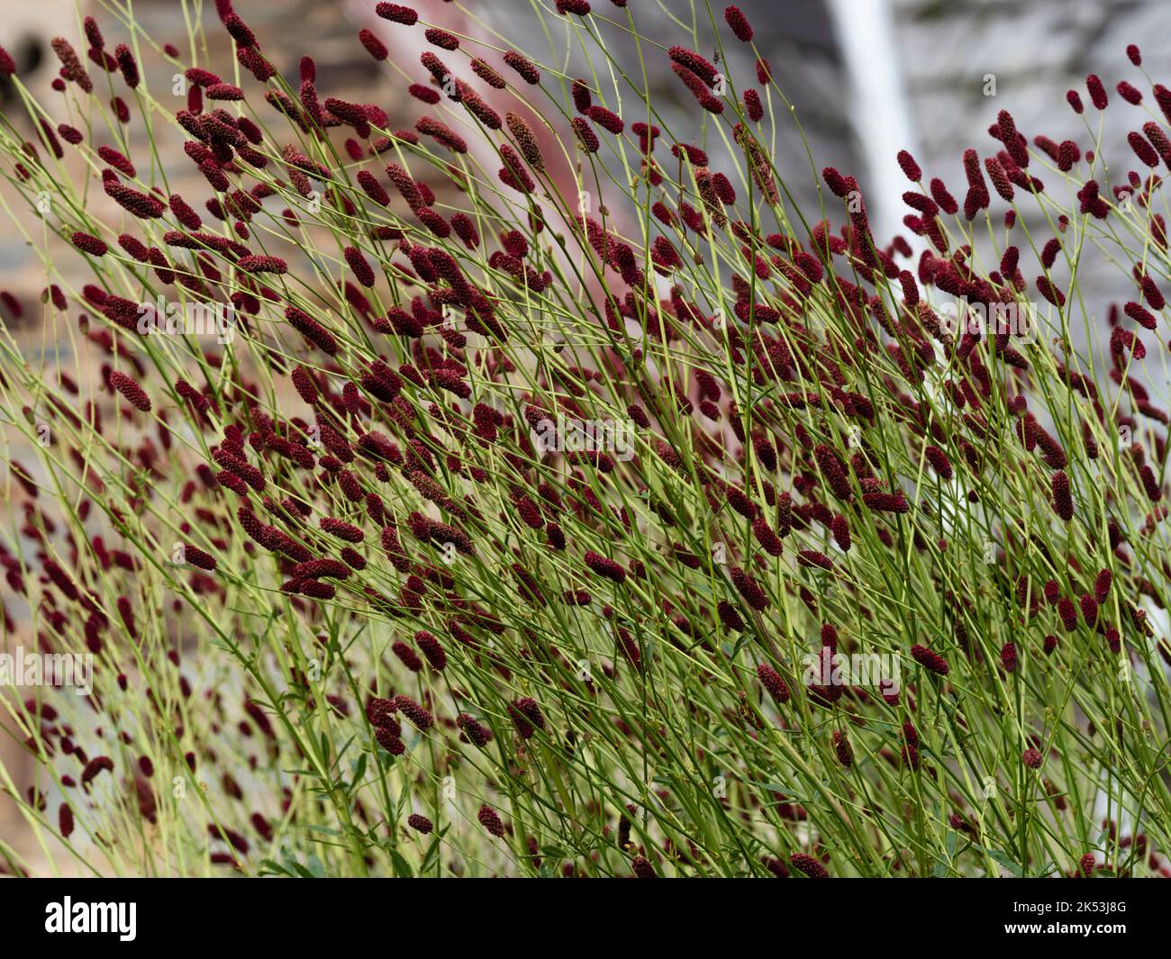 Massierte Blütenköpfe der hohen, luftigen, winterharten, herbstblühenden Randmehrjährige, Sanguisorba 'Cangsham Cranberry' Stockfoto