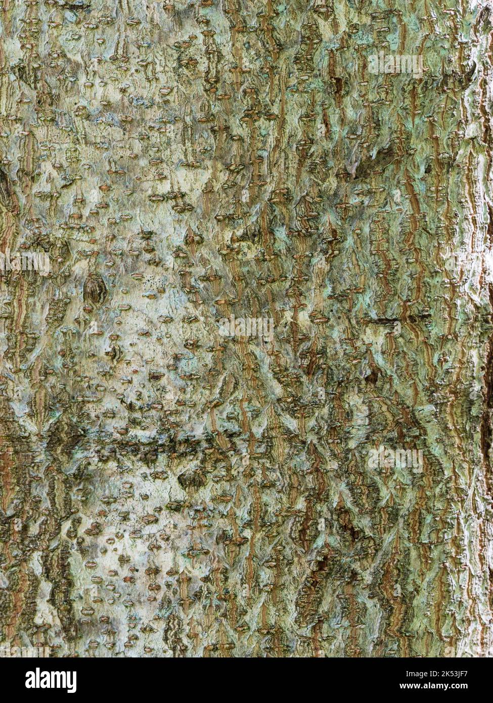 Silbrig und braun rissrote Rinde des schnell wachsenden, sommergrünen Saphirdrachenbaums, Paulownia kawakamii Stockfoto