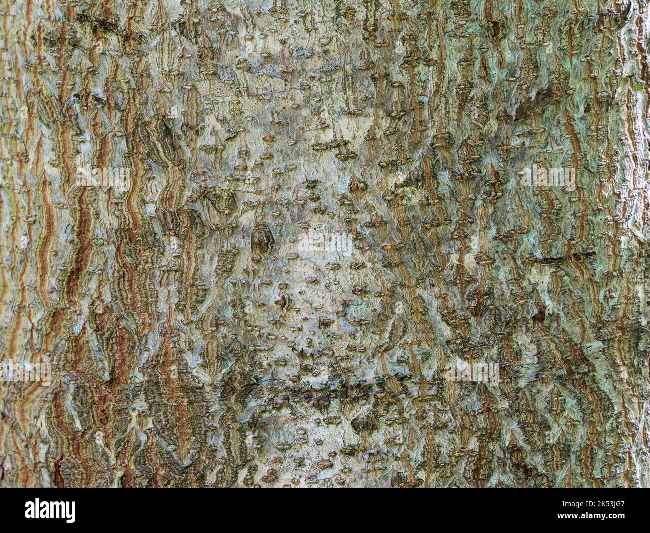 Silbrig und braun rissrote Rinde des schnell wachsenden, sommergrünen Saphirdrachenbaums, Paulownia kawakamii Stockfoto