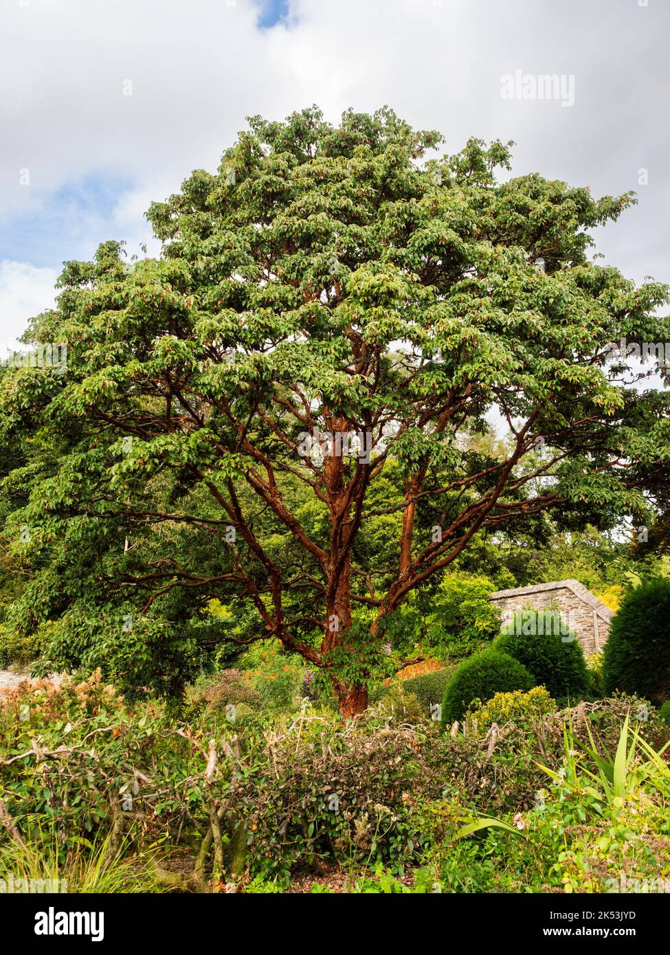 Elegante, skulpturale Form des rotbraunen, gebellten, winterharten Paperbark-Ahorns, Acer griseum Stockfoto