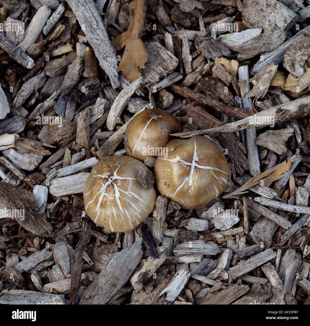 Pilze in Cann Park, Union City, Kalifornien Stockfoto