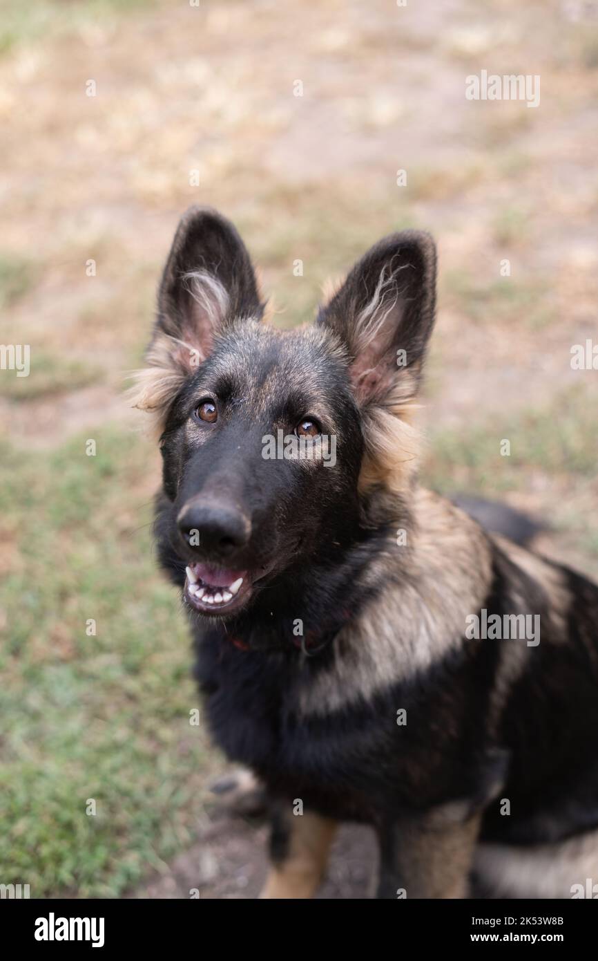 Sable Deutscher Schäferhund Sitzend Stockfoto