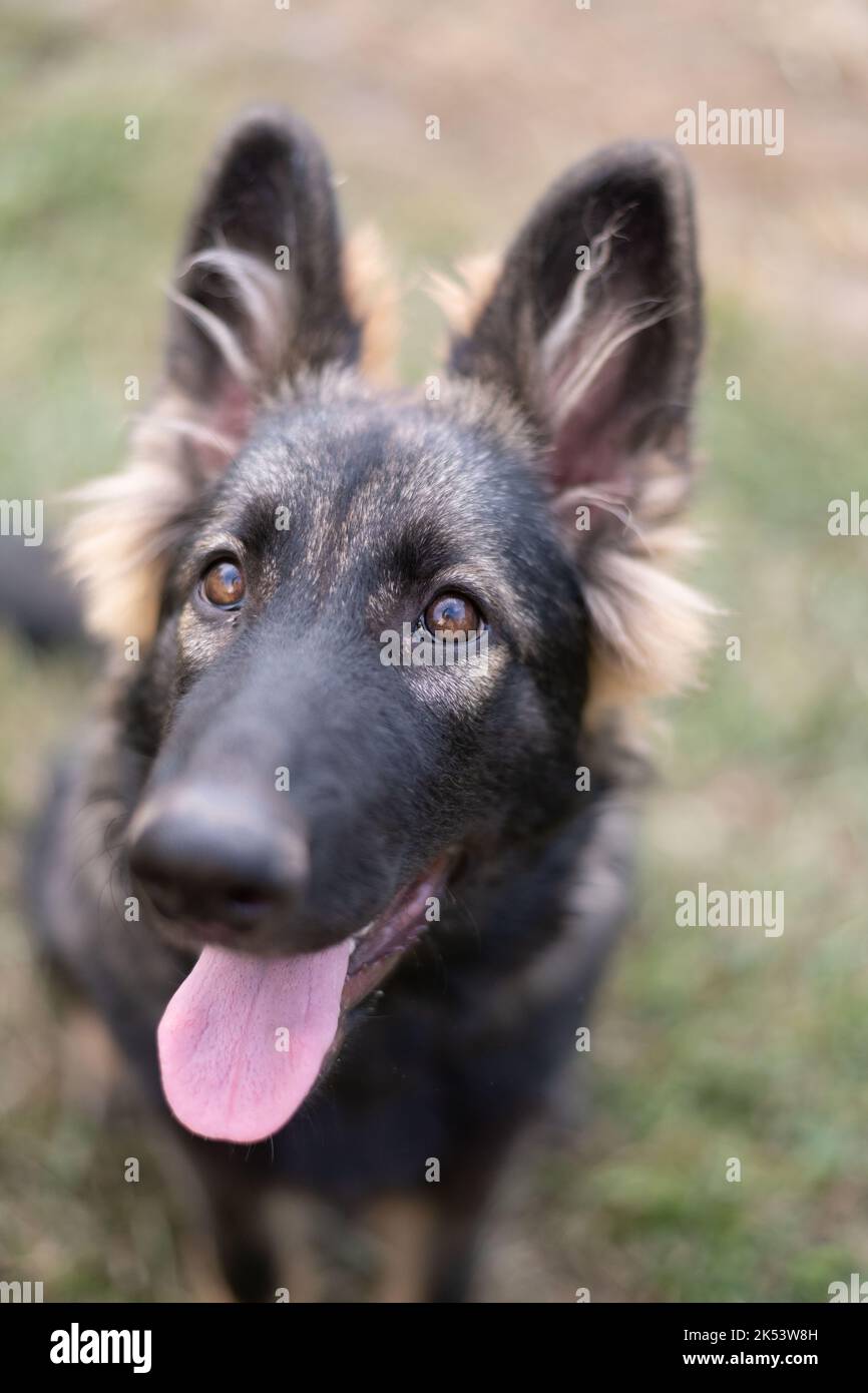 Sable Deutscher Schäferhund lächelt vor der Kamera Stockfoto