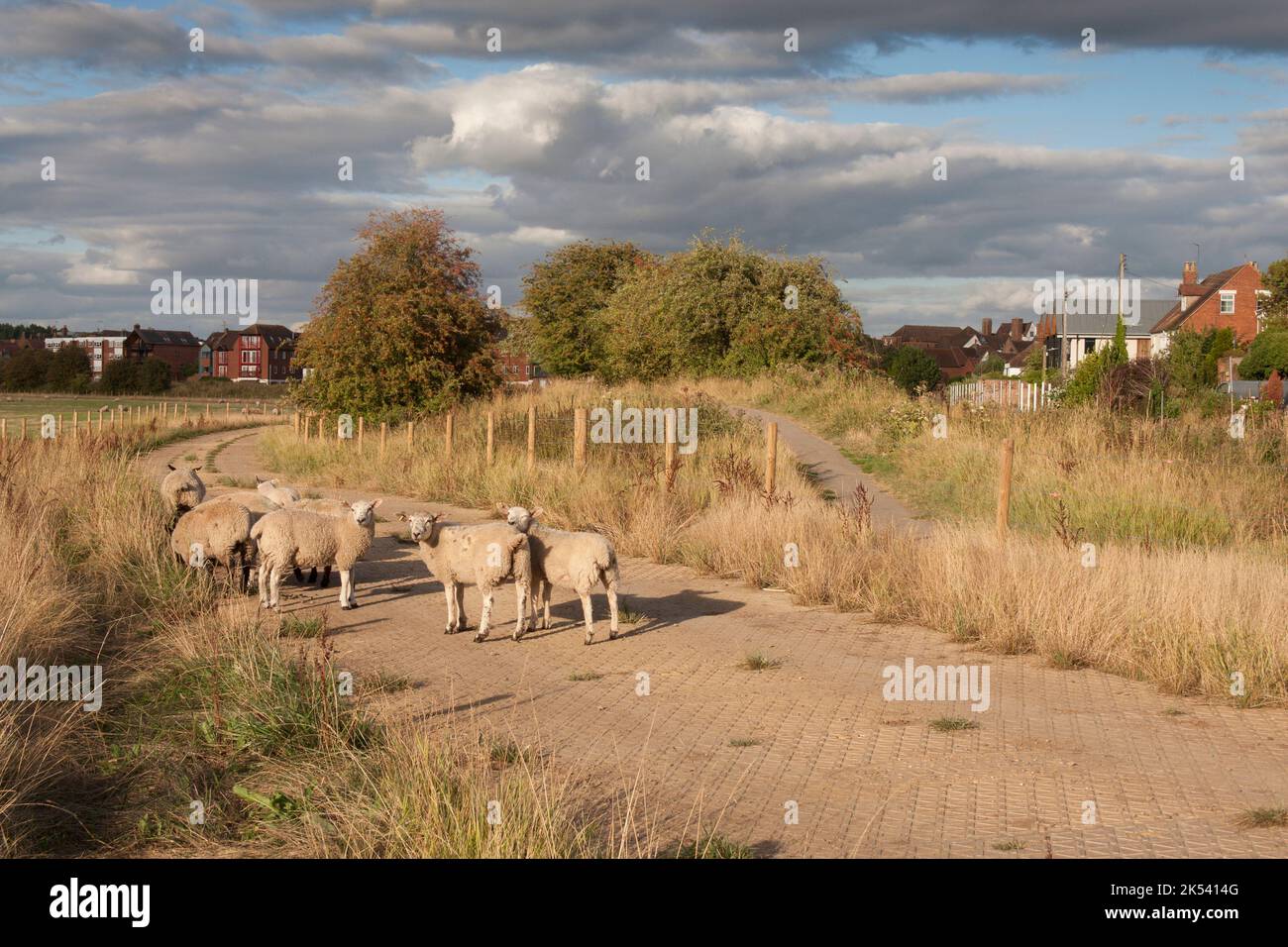 Schafe weiden entlang der Severn Ham am Fluss Avon, Tewkesbury, Gloucestershire, England Stockfoto