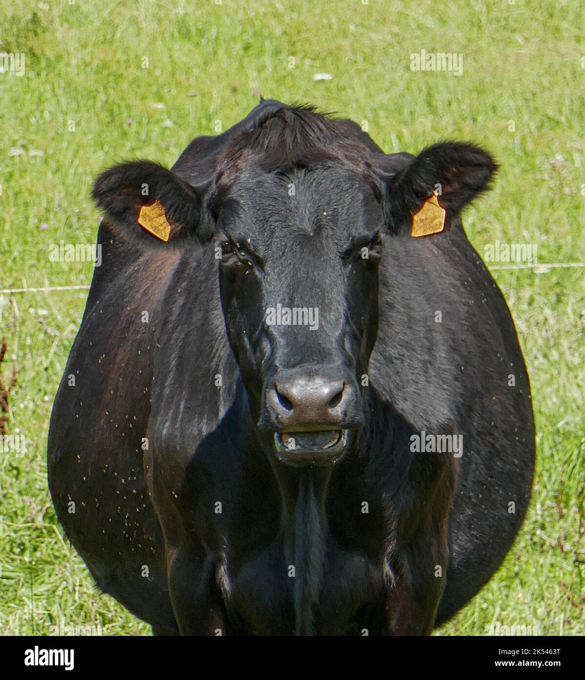 Eine Nahaufnahme einer Kuh, die direkt auf die Kamera mit grünem Gras blickt Stockfoto