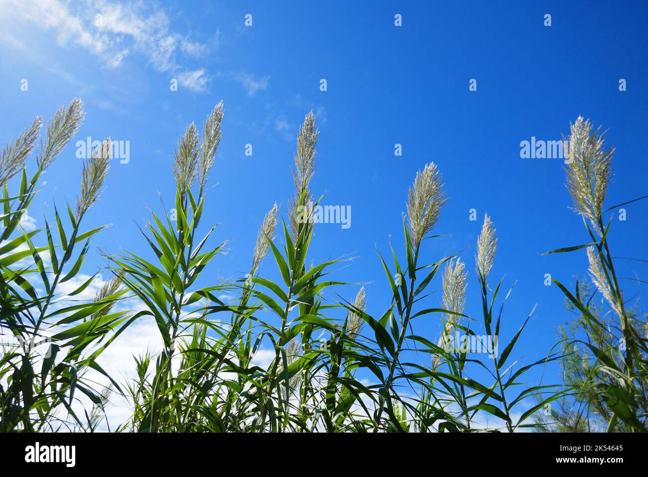 Arundo Donax, ein hoher mehrjähriger Stock, Riesenstock, Elefantengras, carrizo, Arundo, Spanischer Stock, wilder Stock und riesiges Schilf, gegen einen fast klaren Himmel Stockfoto