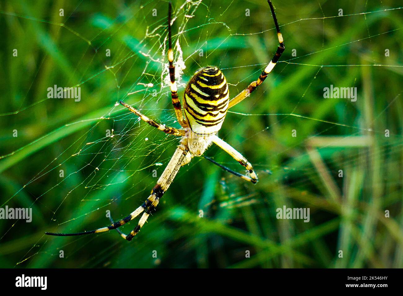 Eine gefährlich aussehende Argiope aurantia, schwarz-gelbe Gartenspinne der Insel Graciosa auf den Azoren Stockfoto