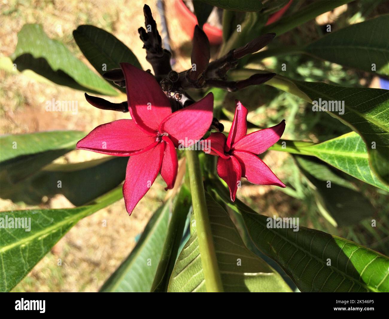 Plumeria/Frangipani rot Stockfoto