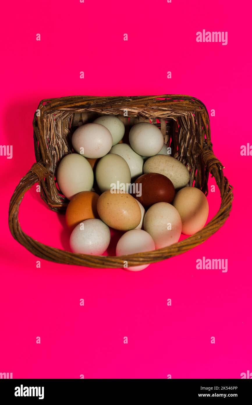 Eier aus biologischem Anbau Stockfoto