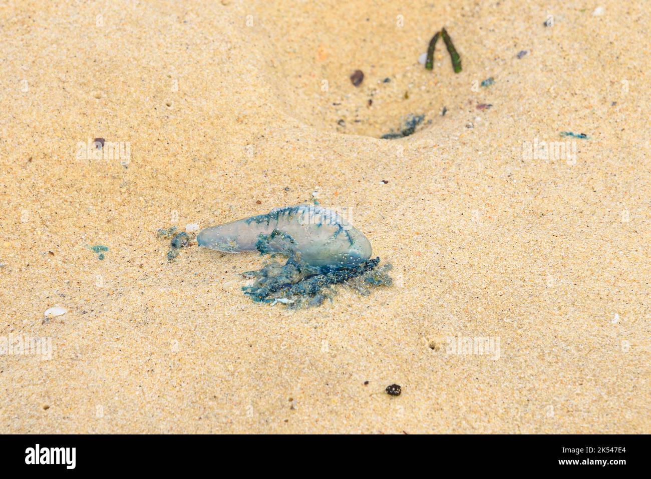 Eine ausgewaschene portugiesische man o' war/blaue Flasche auf dem Sand am Maroubra Beach, Sydney, Australien Stockfoto