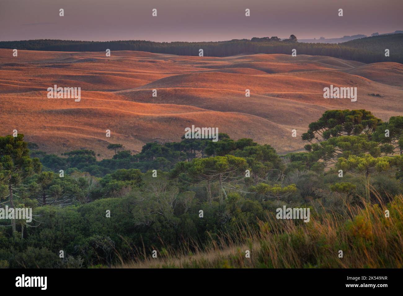 Landschaft und Wiesen im Süden Brasiliens bei friedlichem Sonnenaufgang Stockfoto