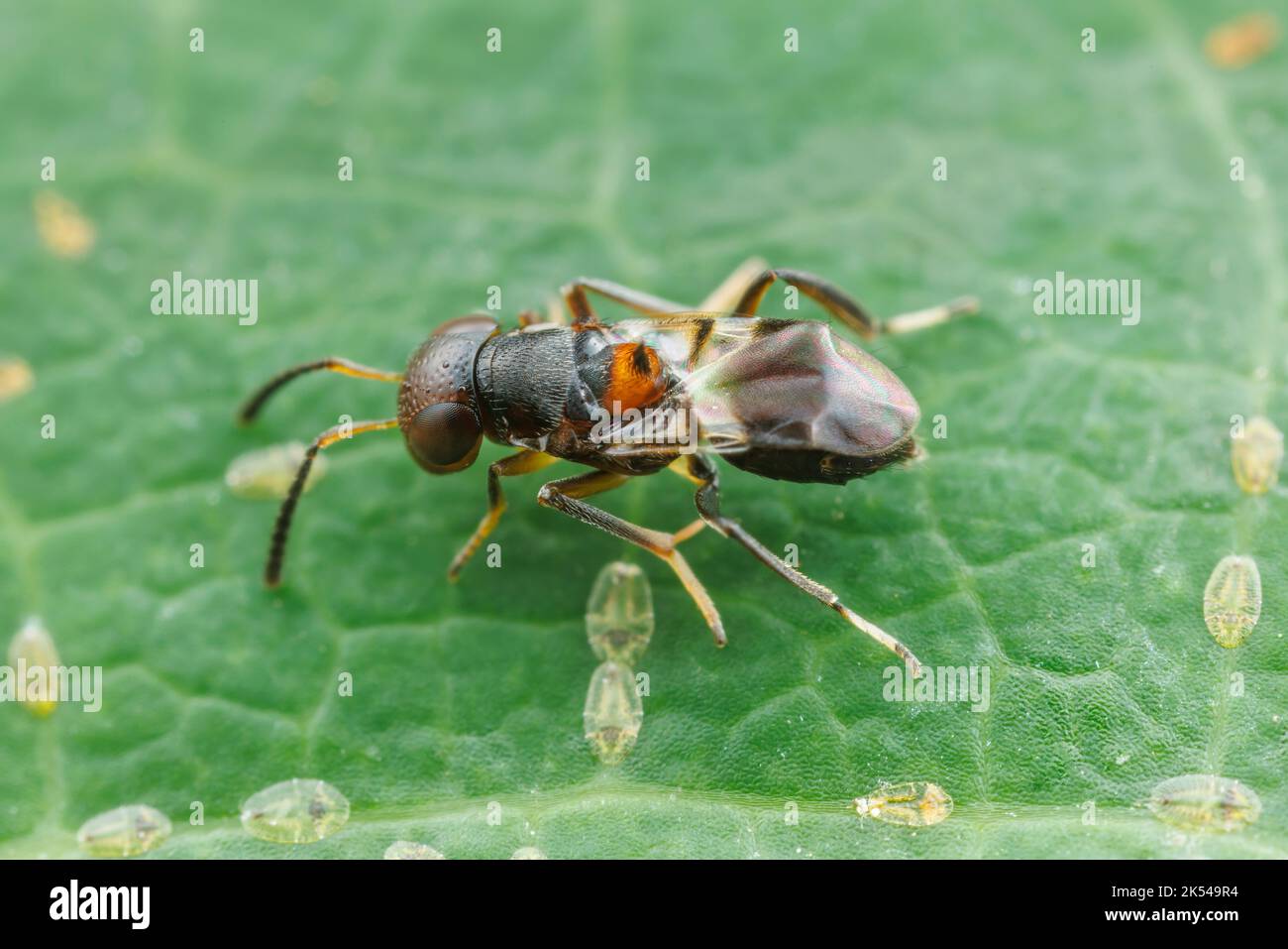 Bilder Schildläuse: Zeichnen lernen mit lustigen Insekten!