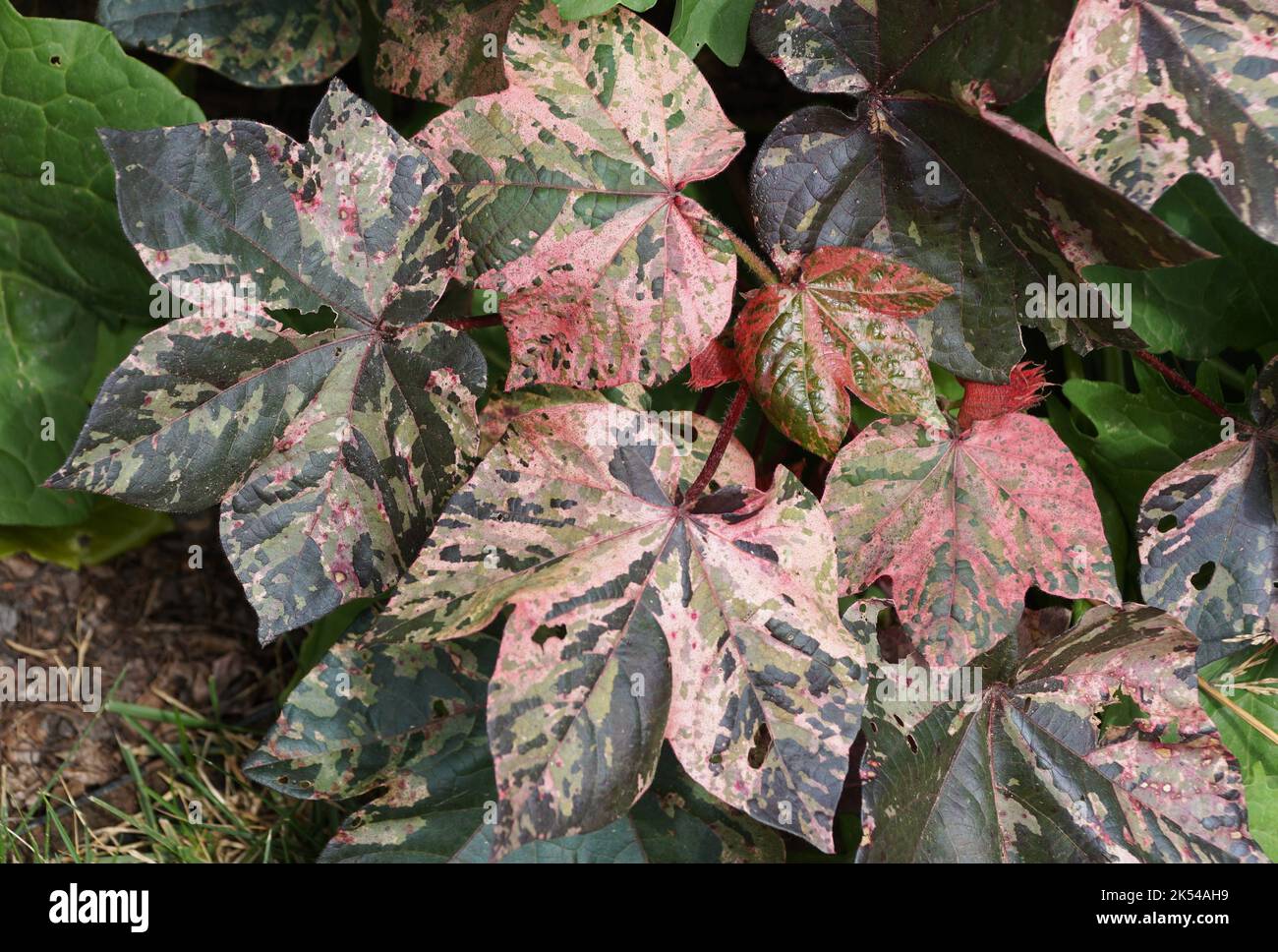 Schöne, bunte Blätter von Gossypium Herbaceum 'Albe Red' Stockfoto