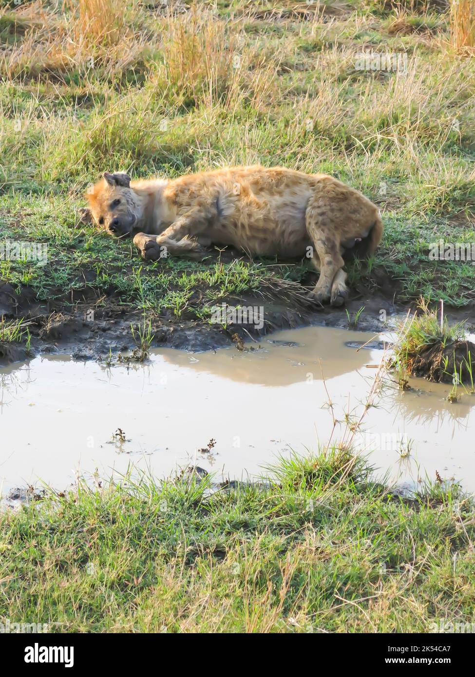 Hyäne in Ruhe, Serengeti-Nationalpark, Tansania, Ostafrika Stockfoto