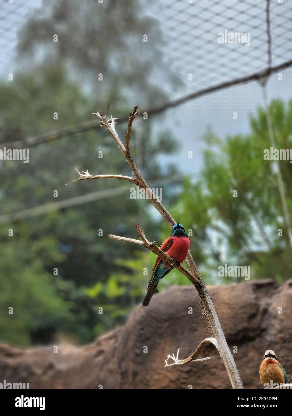 Eine vertikale Aufnahme eines nördlichen Karminbienenfressers (Merops nubicus), der auf einem Ast thront Stockfoto