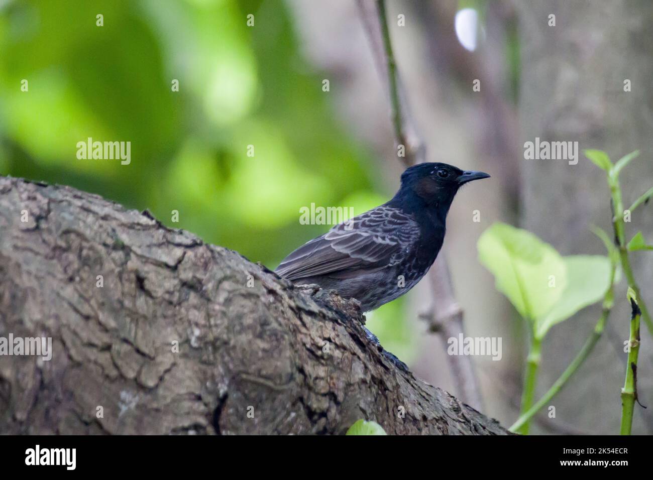 Ein rot belüfteter Bulbul, der auf einem Ast sitzt. Es ist ein residenter Züchter auf dem indischen Subkontinent. Stockfoto