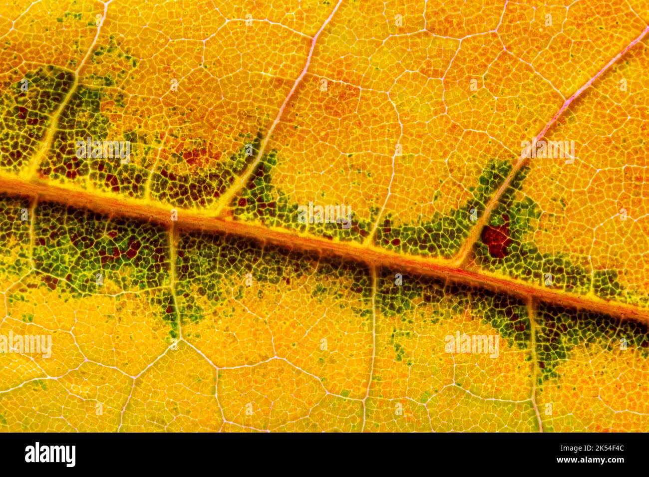 Abstrakte Textur eines Herbstblattes, Nahaufnahme von Blatttexturen Stockfoto
