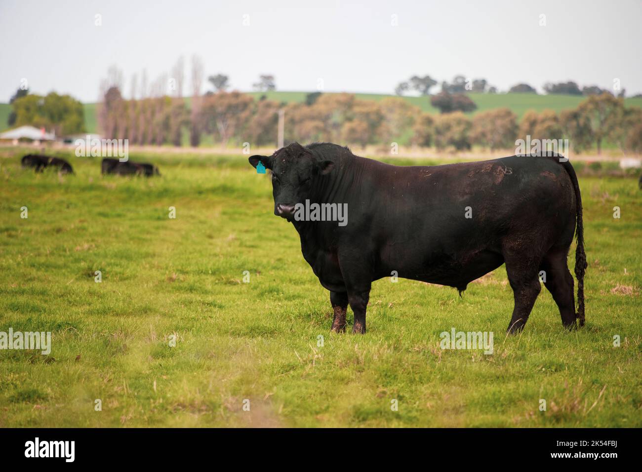 Australische Kuh, die im Fahrerlager steht Stockfoto