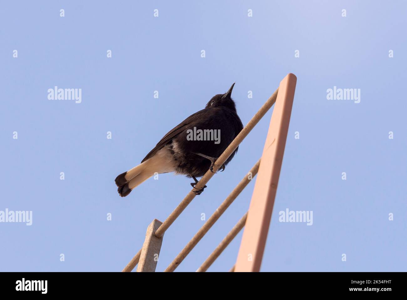 Schwarzes Weizenröhrchen, Oenanthe Leucura, auf Fernsehantenne gehockt. Foto aufgenommen in der Provinz Alicante, Spanien Stockfoto