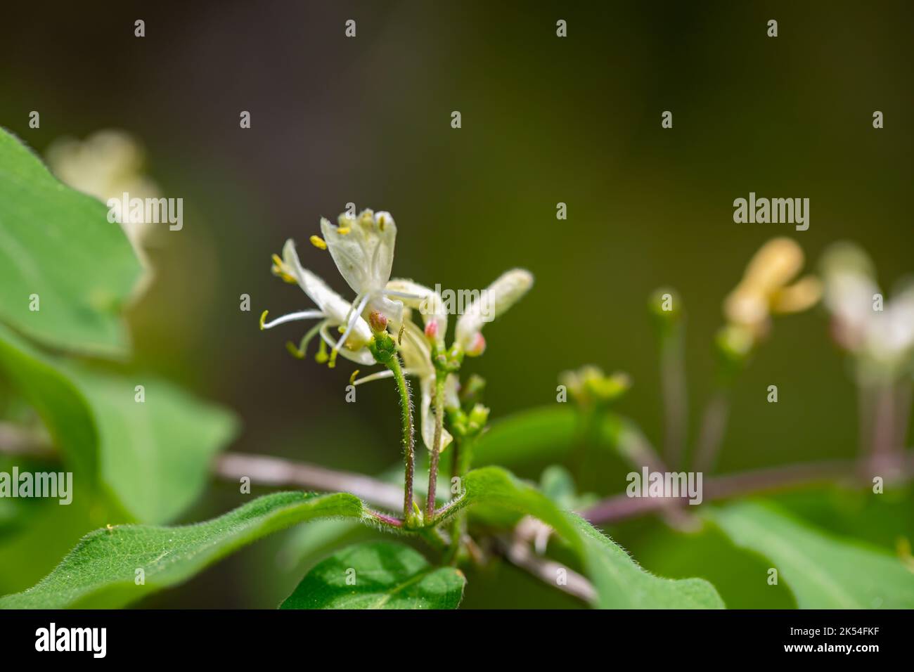 Lonicera xylosteum Blume wächst auf der Wiese, Makro Stockfoto