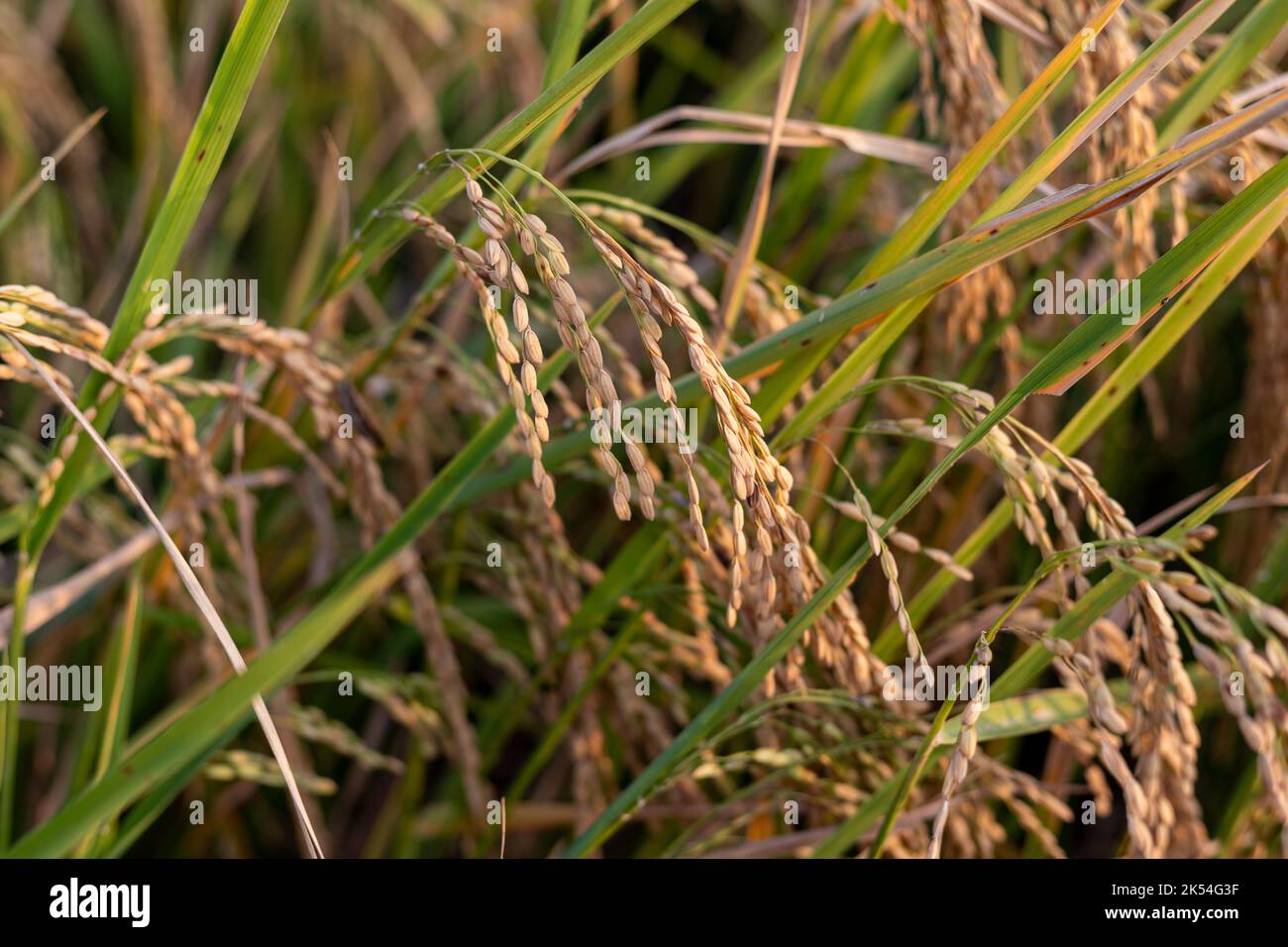 Ohr von Reis. Nahaufnahme von Reissamen im Ohr des Reiskoffers. Schönes goldenes Reisfeld und ein Ohr von Reis. Stockfoto