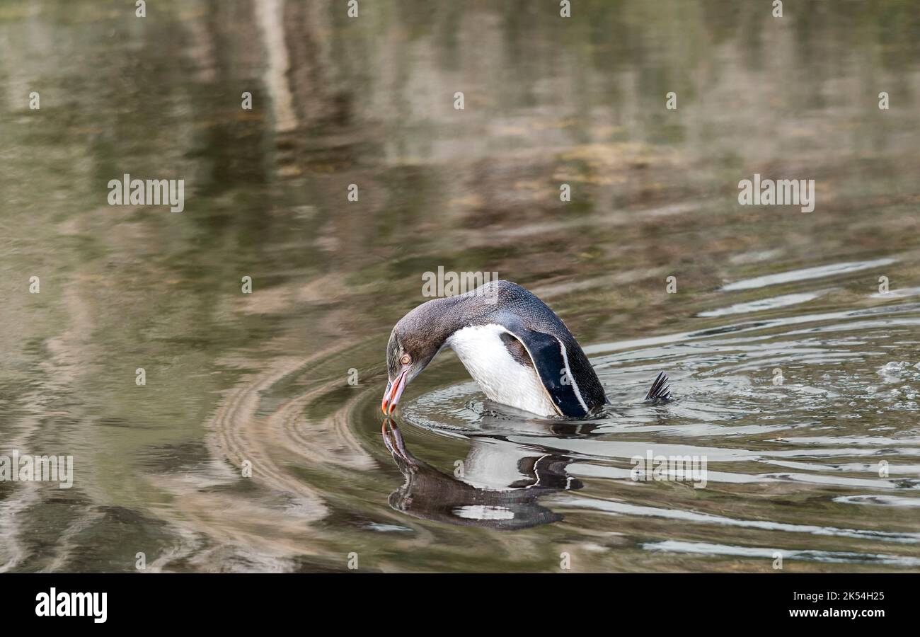 Gelbäugiger Pinguin Stockfoto