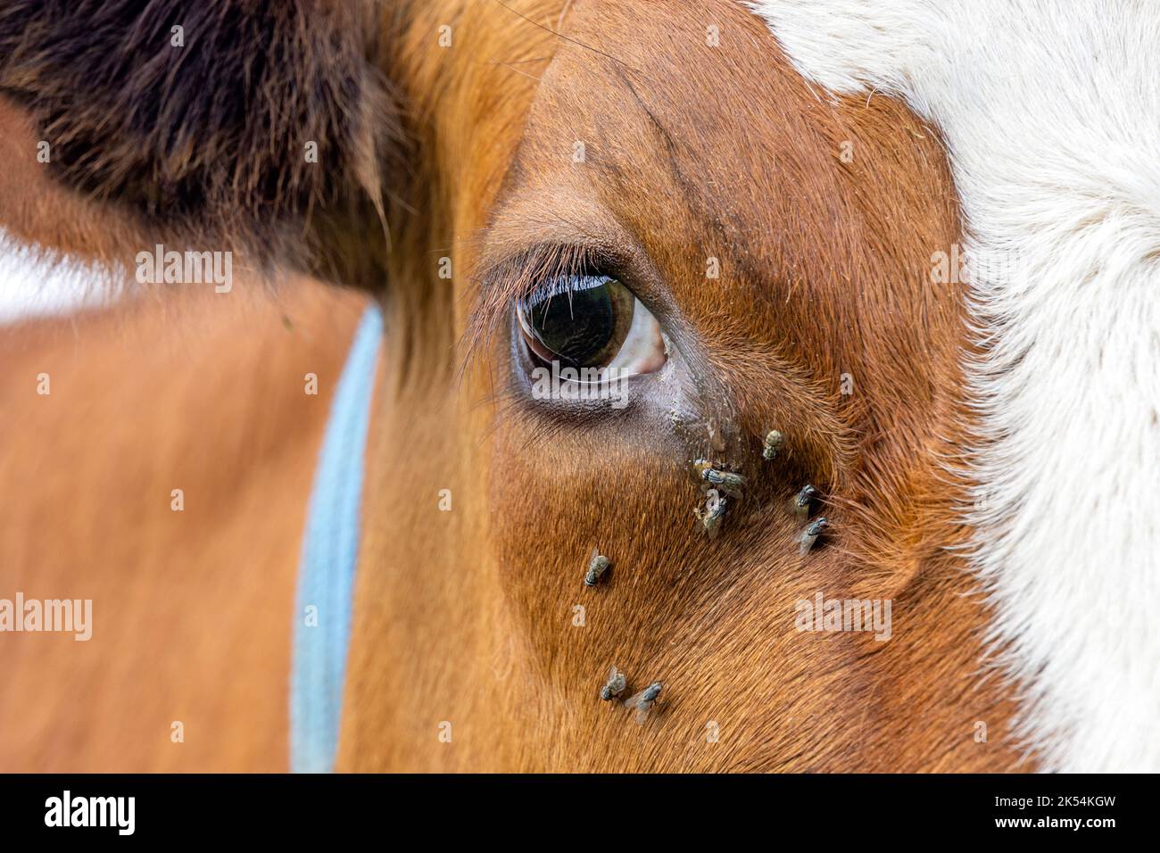 Kühe sehen und fliegen aus der Nähe eines Milchviehs, rot und weiß, und sehen ruhig und ruhig aus Stockfoto