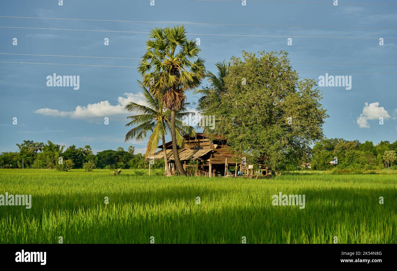 Ein kleines Bauernhaus in einem üppigen grünen Reisfeld. Stockfoto