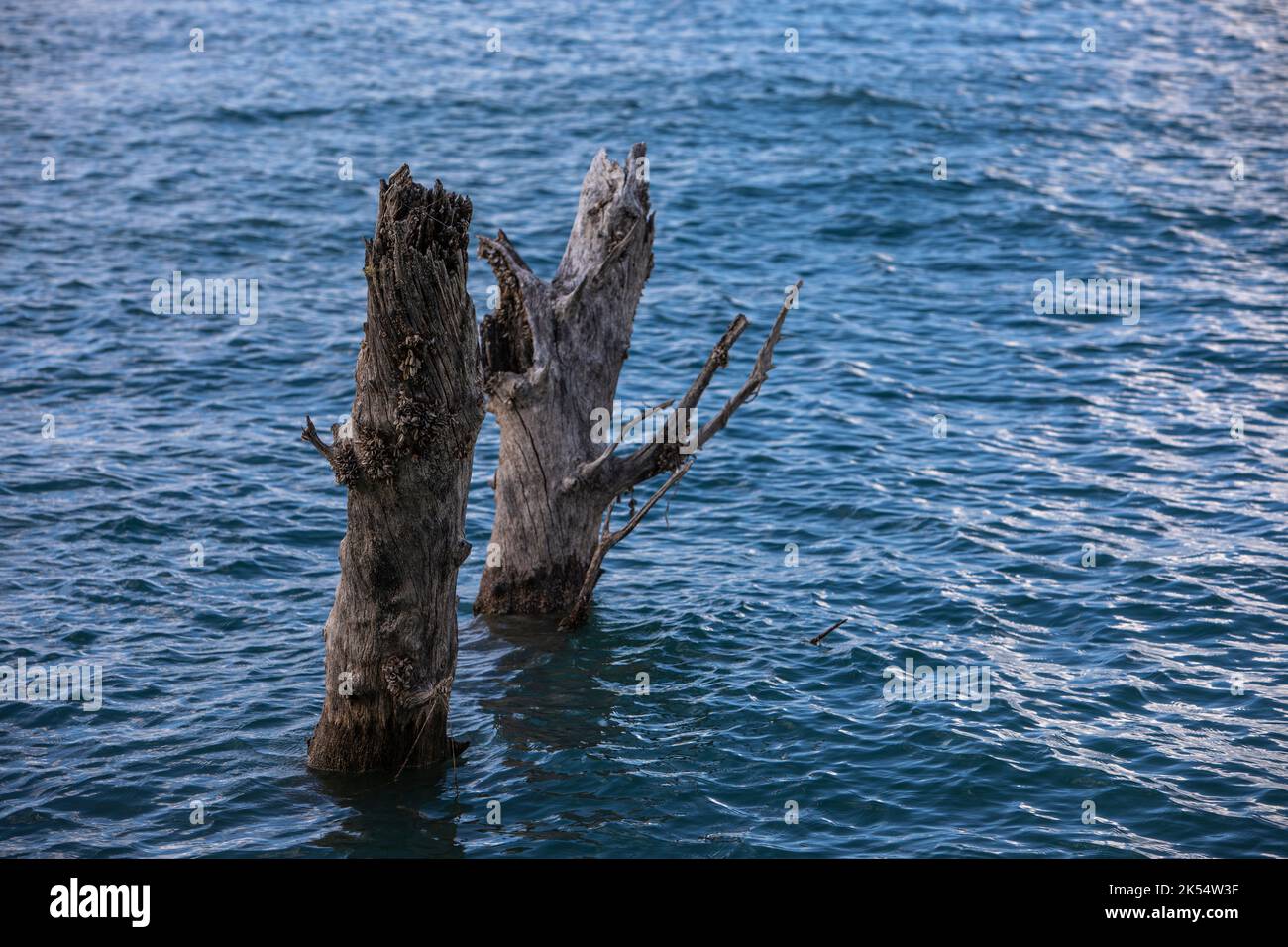 Alte und tote Baumstämme, die vom blauen See überflutet wurden. Stockfoto