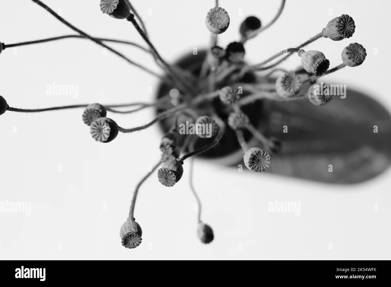 Getrocknete kleine Pods aus Poppy, abstrakt in einer dunklen Glasvase angeordnet. Inneneinrichtung. Stockfoto