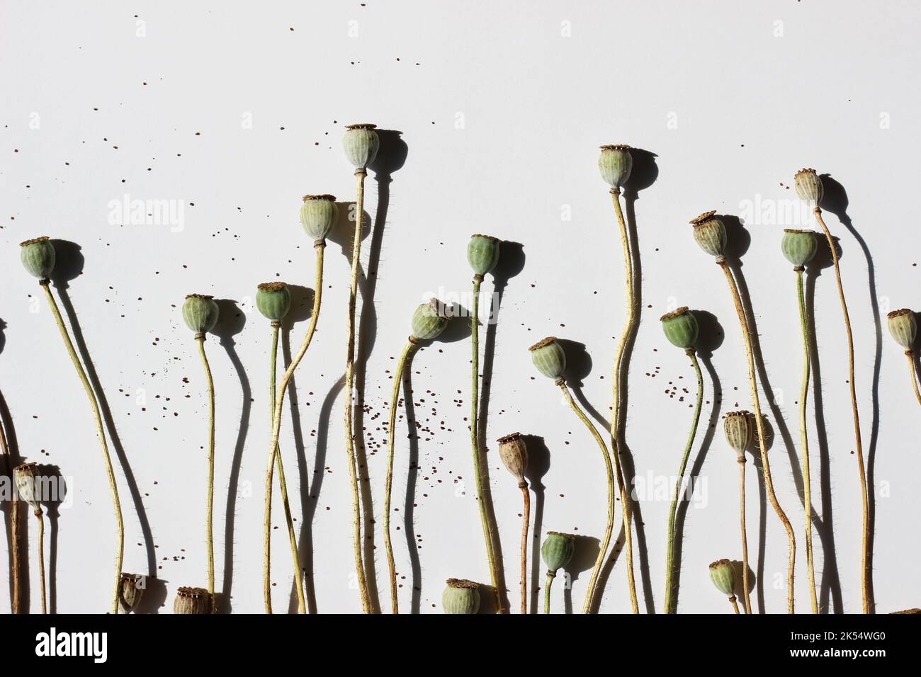 Minimalistisches Blumenmuster. Getrocknete kleine Mohnpoden auf weißem Hintergrund. Stockfoto
