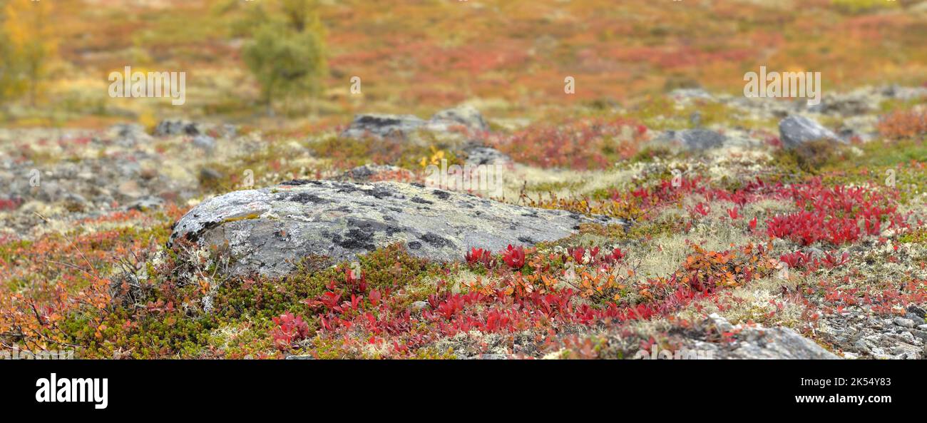 Nahaufnahme einer farbenprächtigen roten Pflanze in der Tundra in Norwegen Stockfoto