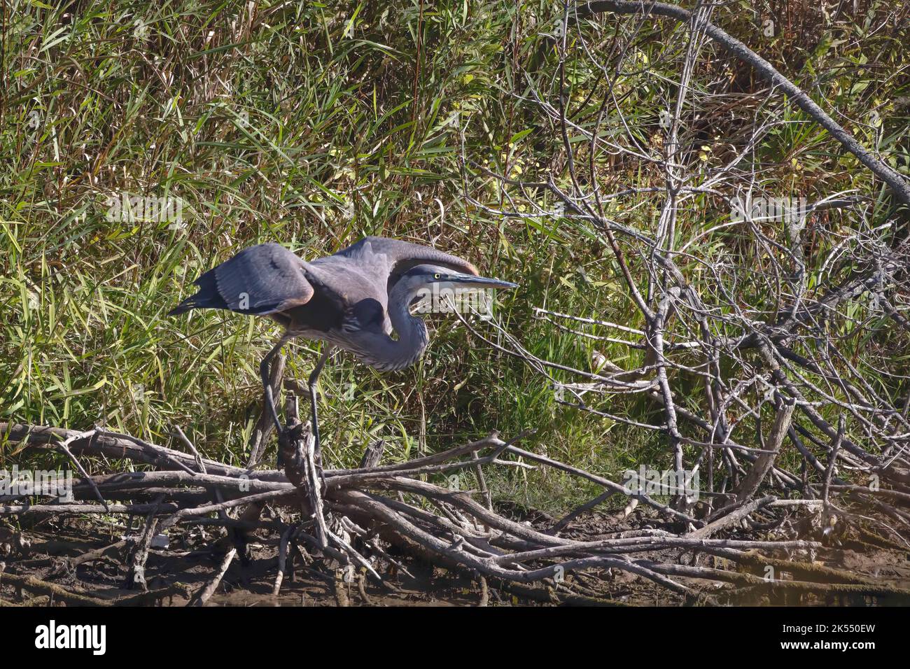 Der große Blaureiher ( Ardea cinerea ) ist der größte amerikanische Reiher, der kleine Fische, Insekten, Nagetiere, Reptilien, kleine Säugetiere, Vögel und vor allem du Stockfoto