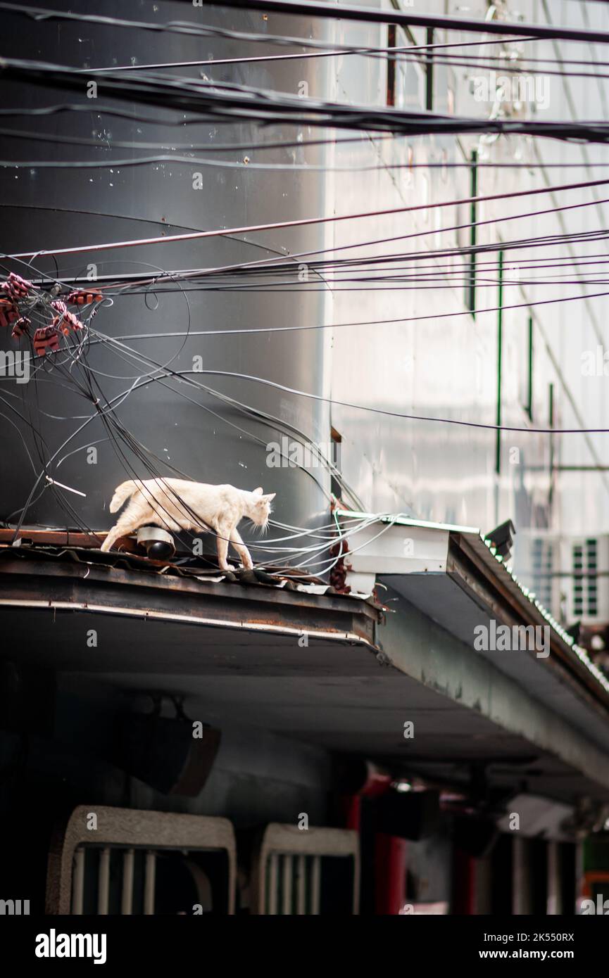 Eine geisterhaft aussehende Katze schlendert die Dächer über den Bars und Clubs von Pat Pong vor der Silom Rd. Bangkok Thailand. Stockfoto