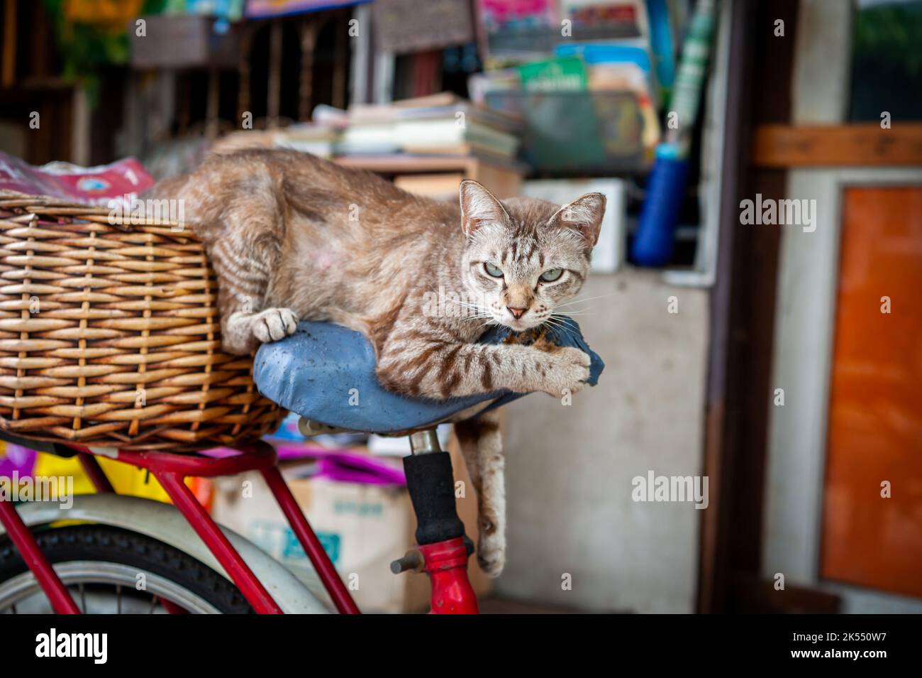 Eine sehr niedliche faule Katze macht ein Nickerchen auf dem Sitz eines alten Fahrrads zwischen den Häusern in der Gegend von Soi Ruamrudee in der Nähe des Lumphini Parks in Bangkok, Thailand. Stockfoto