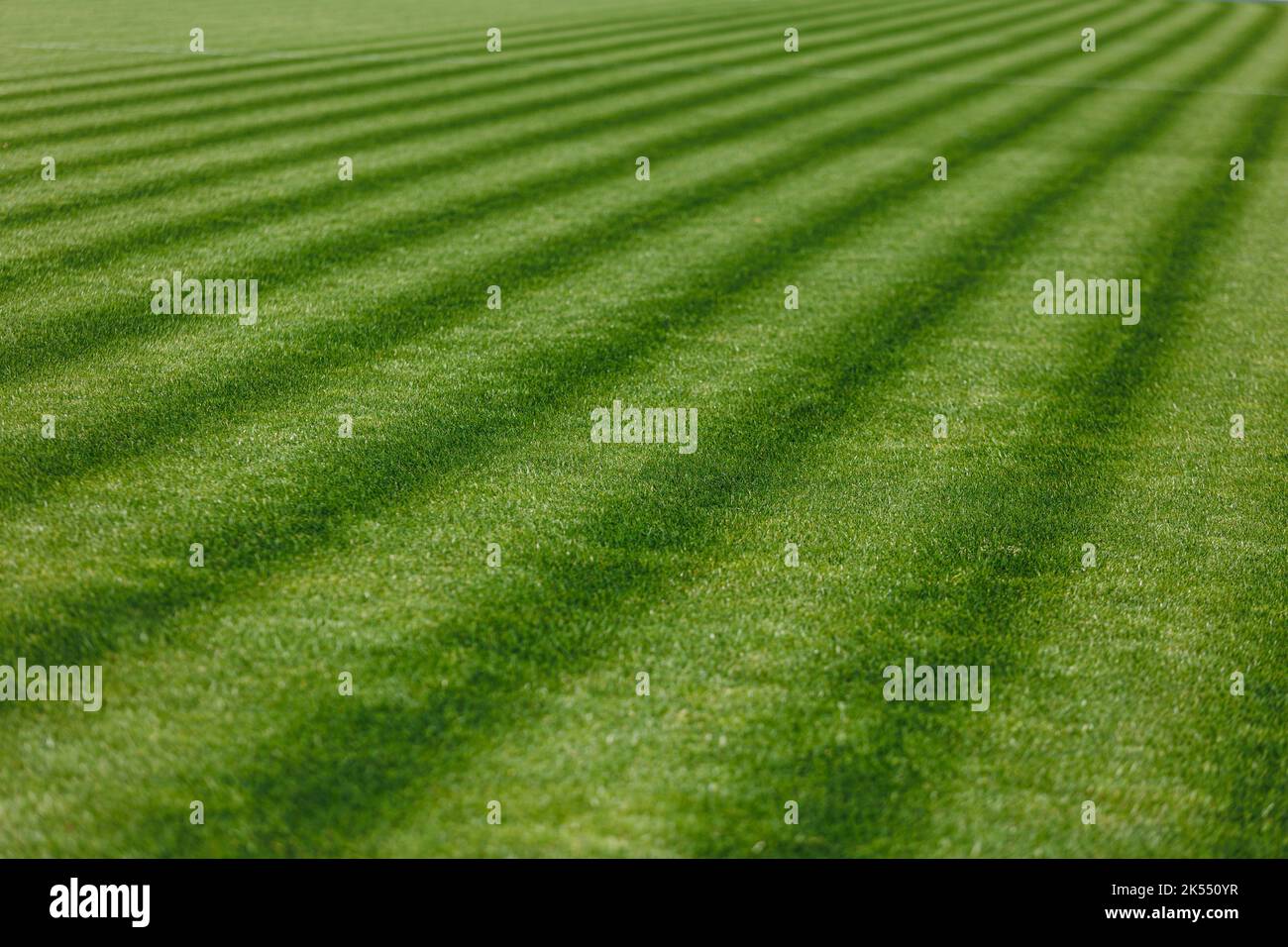 Die Textur von perfektem Fußballrasen. Fußballplatz Stockfoto