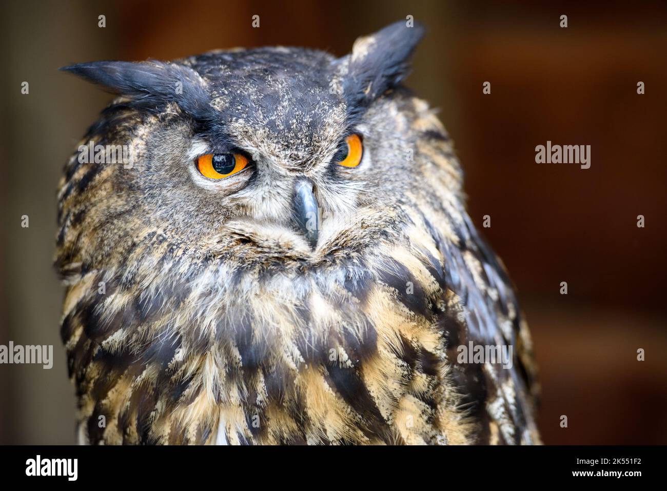 Eine Nahaufnahme einer eurasischen Adlereule, die mit orangefarbenen Augen herumstarrt Stockfoto