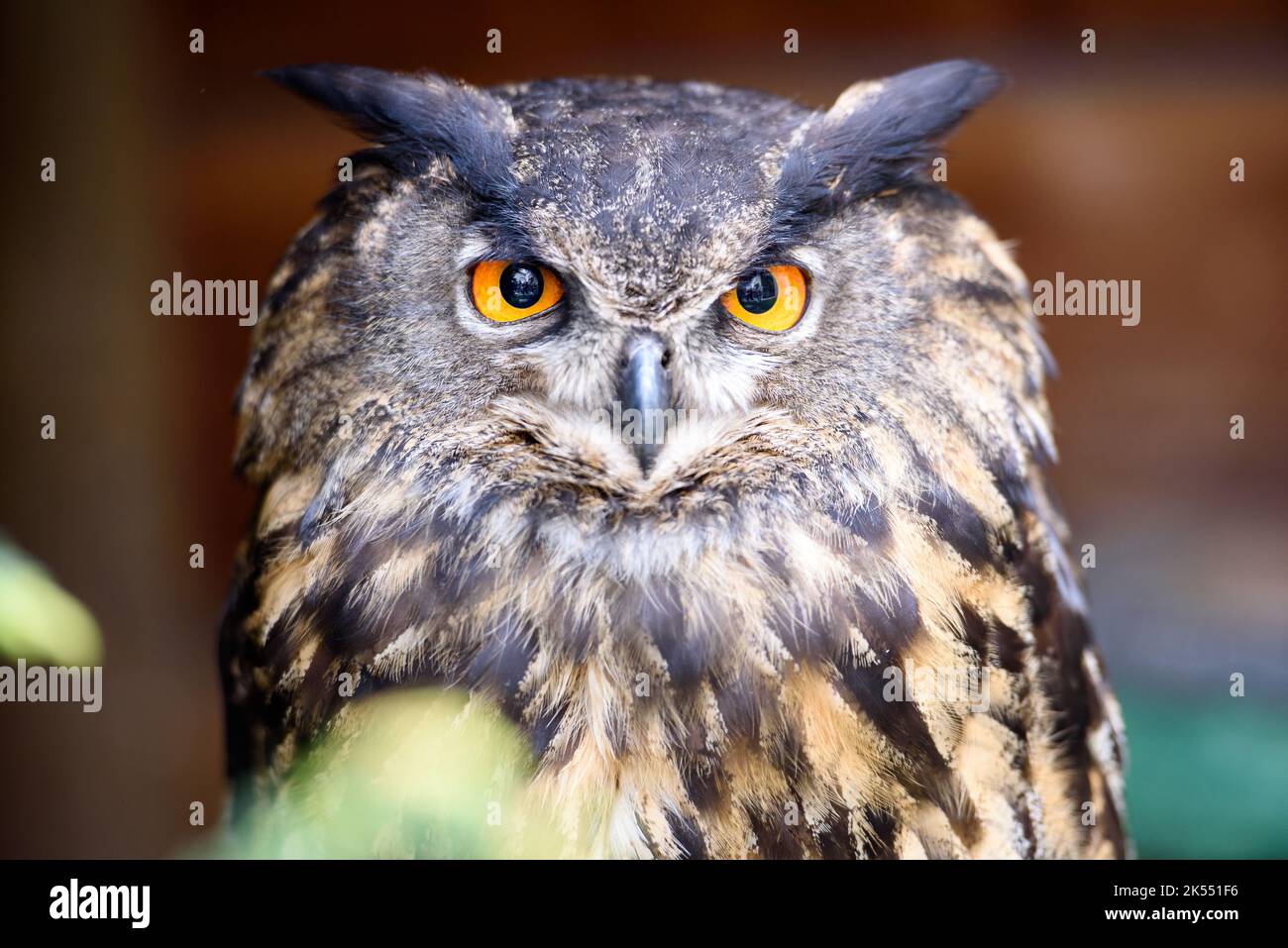 Eine Nahaufnahme einer eurasischen Adlereule, die mit orangefarbenen Augen auf die Kamera starrt Stockfoto